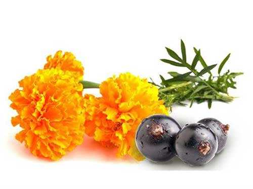 叶黄素与玉米黄质：在黄斑中的积累及其对蓝光和氧化应激的保护