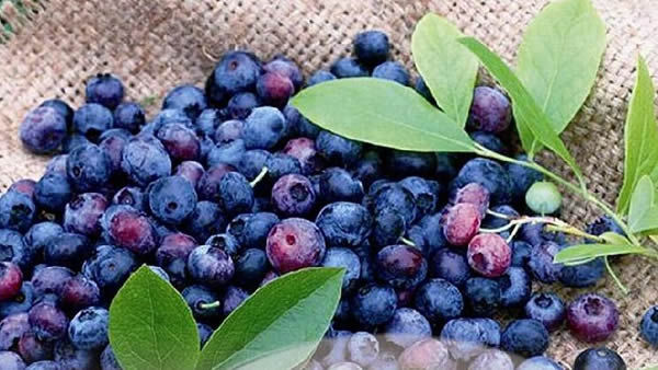 花青素：浆果中的类黄酮，对视网膜血液循环和夜视的潜在益处