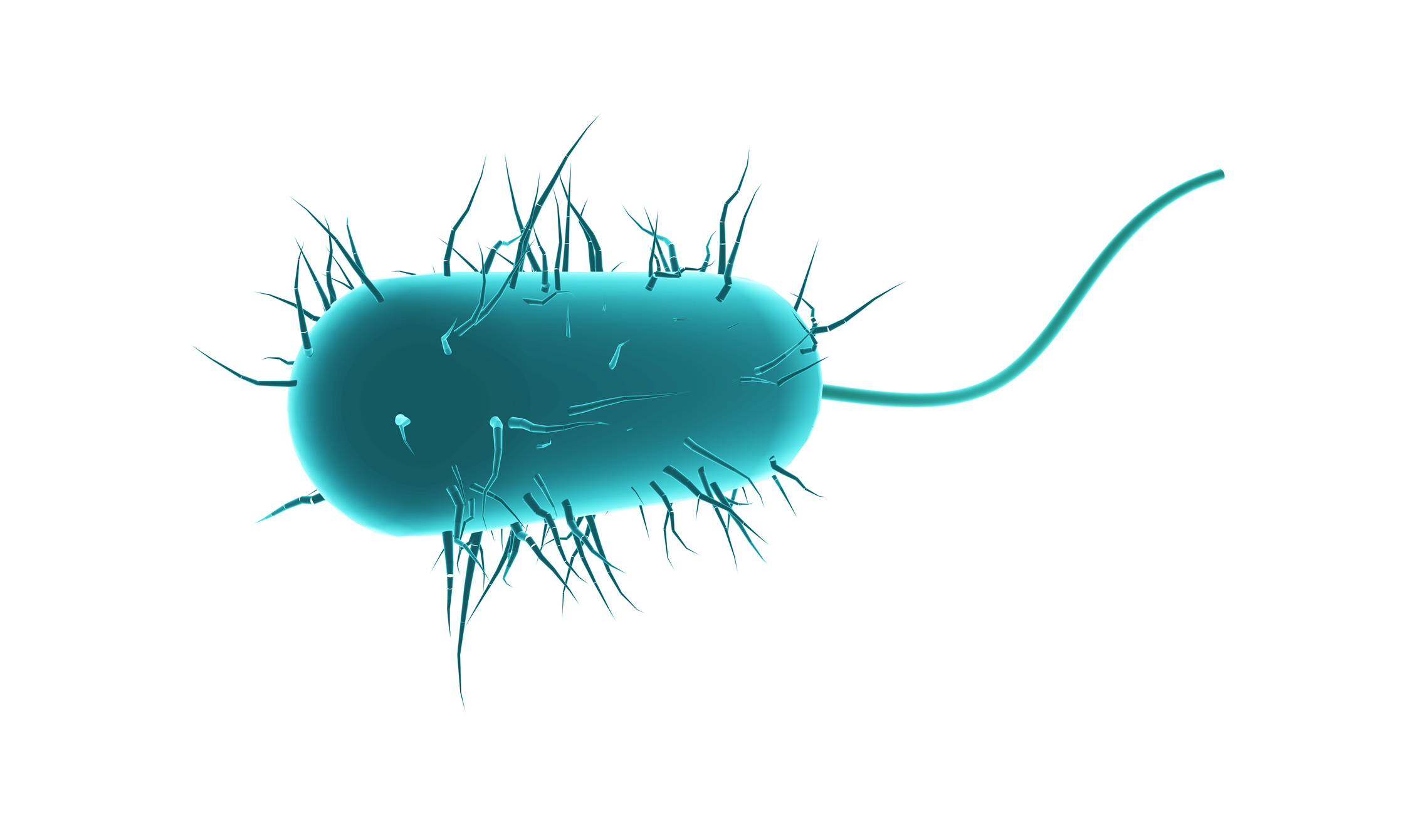 AKK 菌：2026 年公认的“长寿菌”，如何通过饮食喂养它？