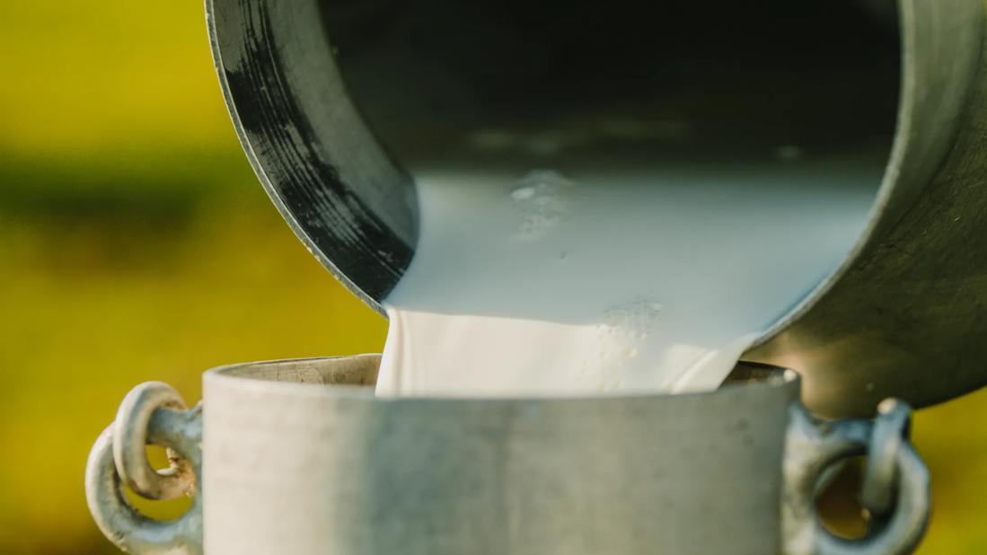 直取“鲜”味还是潜藏危机？关于生牛奶，咱们老伙计得听句实在话