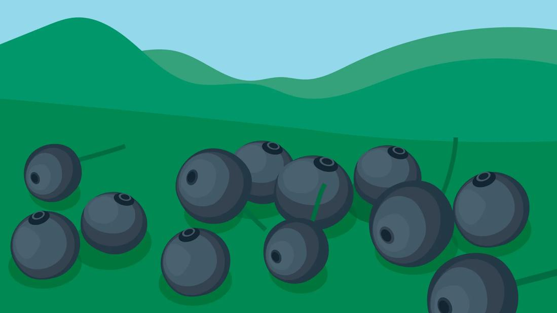 别再只知道吃蓝莓了！这种“深紫色浆果”维C竟是橙子的3倍，每天1小把，不仅是天然的“血管清理工”，还能让眼睛更清亮